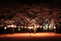 鴻巣公園の夜桜