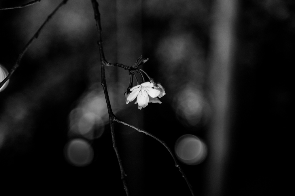 White cherry tree