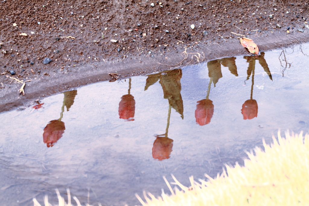 雨上がりの朝