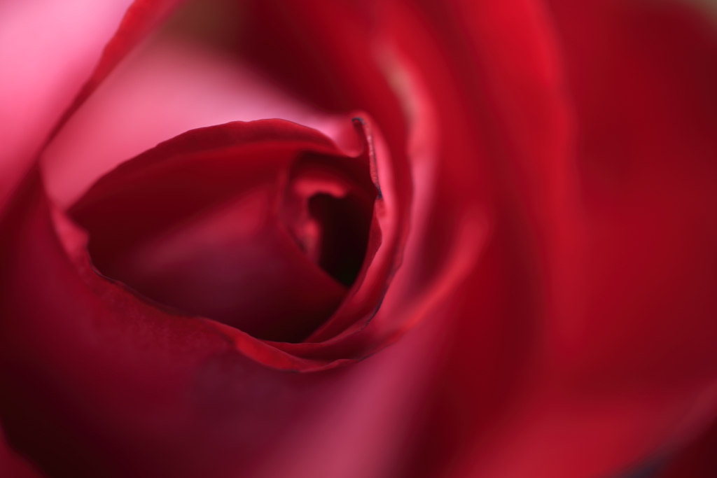 薔薇