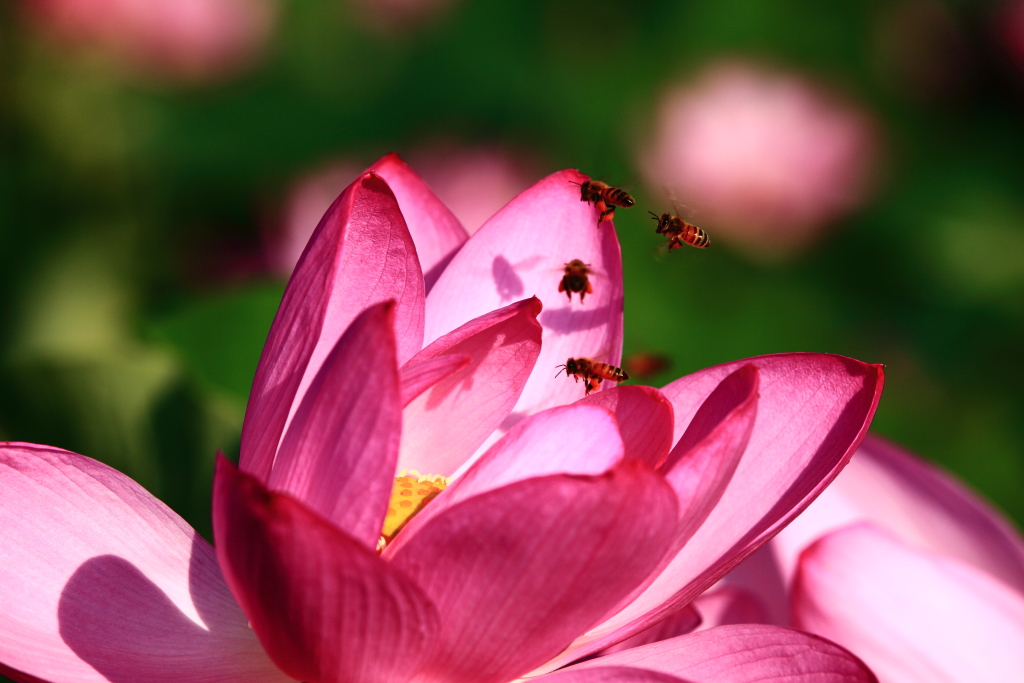 The shadow of a bee