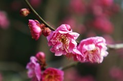 花粉の予感