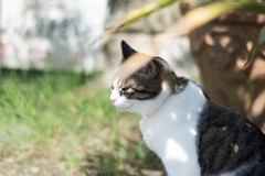 日差しと日陰半分ずつがちょうどいい季節