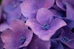 雨の日の紫陽花２