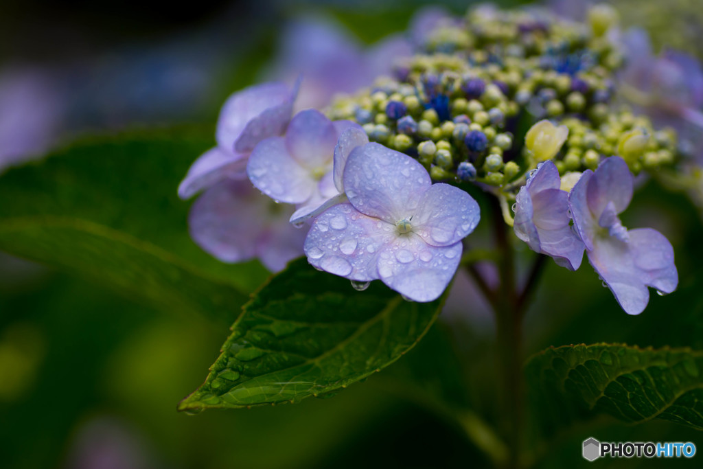 雨の日の紫陽花