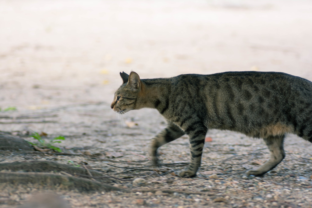 彼岸花を撮りに行ったときに出会った猫