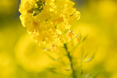 黄色い春