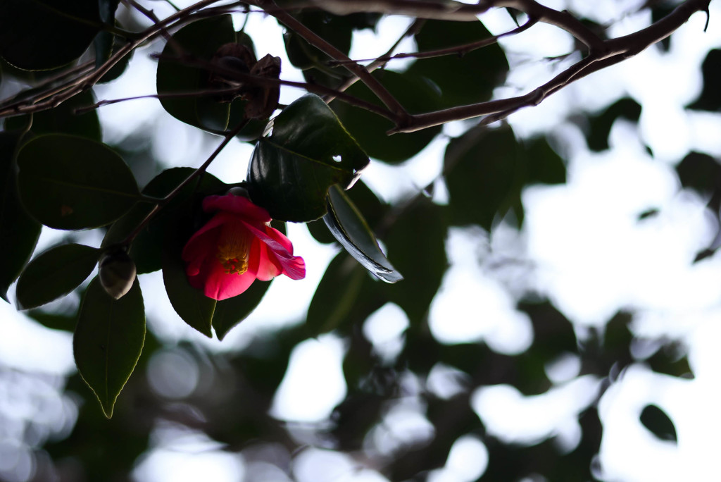 冬の花