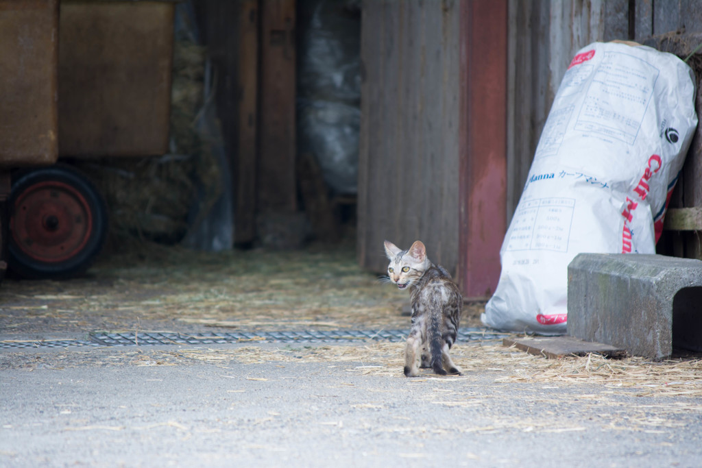 子猫、にゃーと鳴く