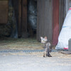 子猫、にゃーと鳴く