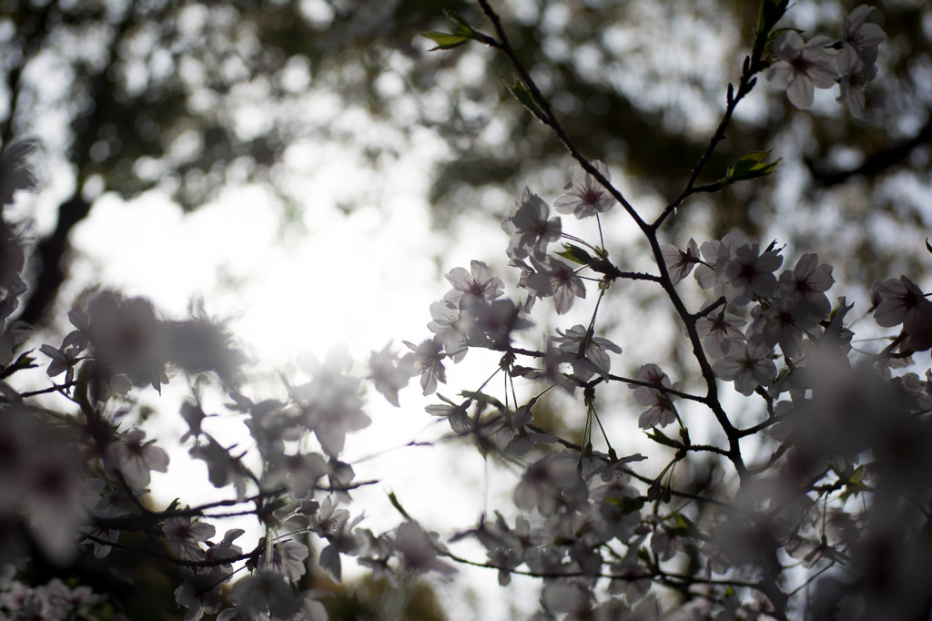 桜2016-1