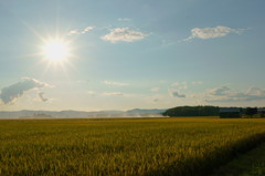 太陽に向かって