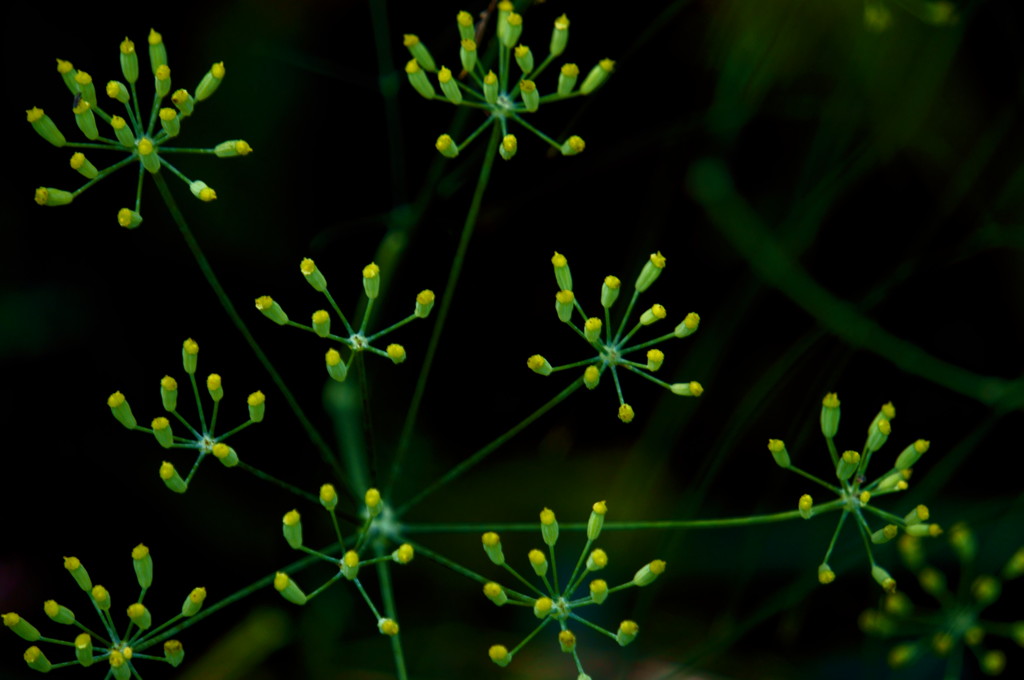 線香花火