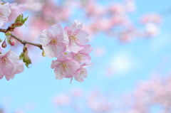 静岡　河津桜　春の訪れ
