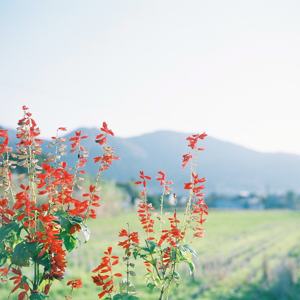 由布岳