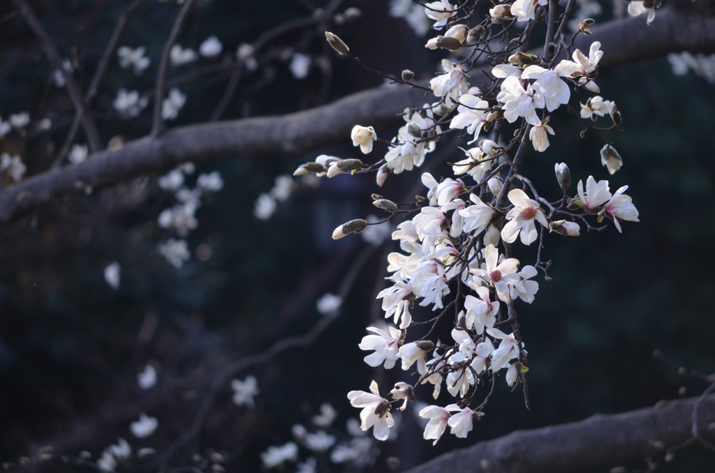 桜咲く季節