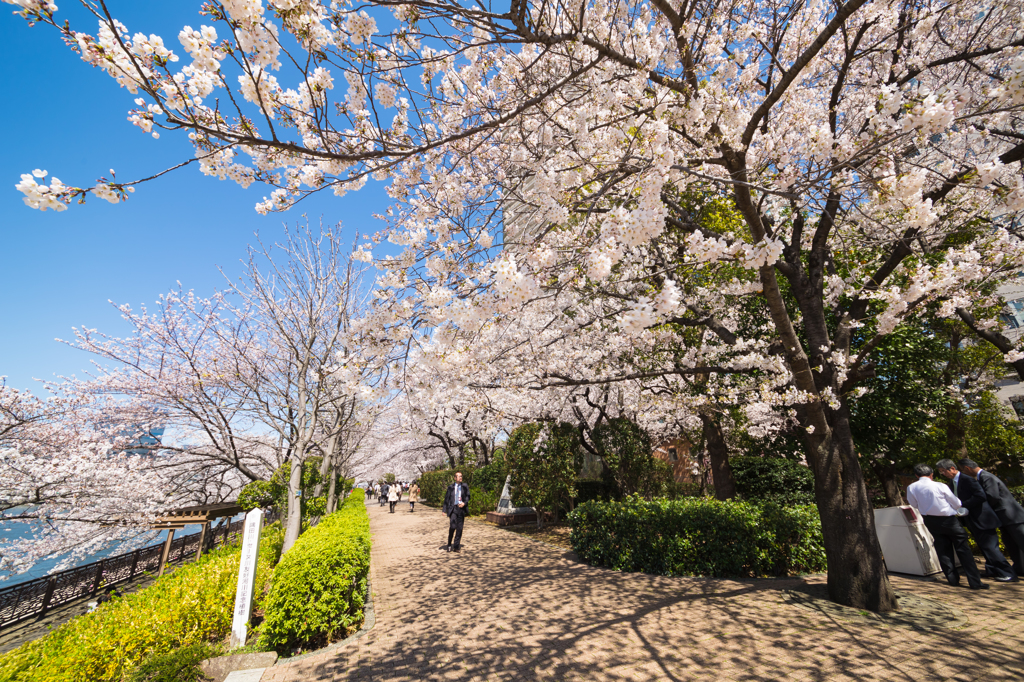 月島の桜