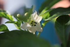 観賞用唐辛子の小さな花
