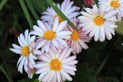 ご近所Flowers