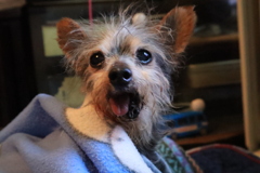 愛犬ギズモ君１８歳♂