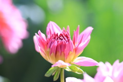 ご近所Flowers