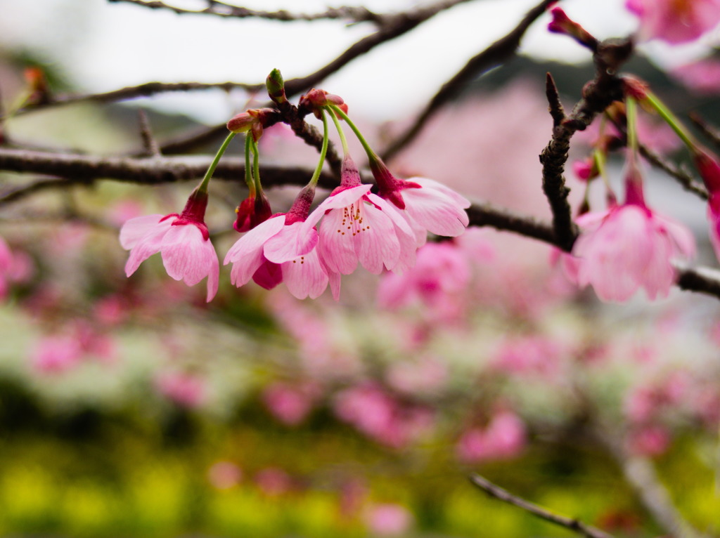 木のまち神山町の桜
