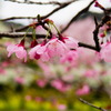 木のまち神山町の桜