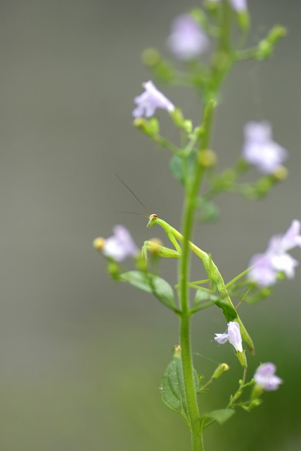 バラ園小道にて