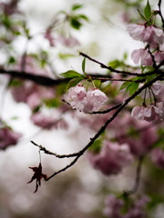 桜ともみじ