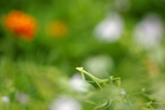 バラ園小道にて