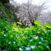 春
