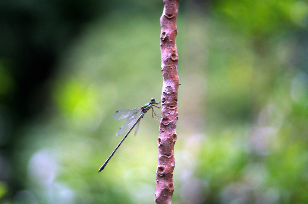 瑞巌寺のクロイトトンボ