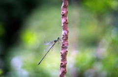 瑞巌寺のクロイトトンボ