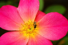 バラ園小道にて