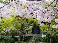 徳島市　瑞巌寺の桜