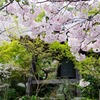 徳島市　瑞巌寺の桜