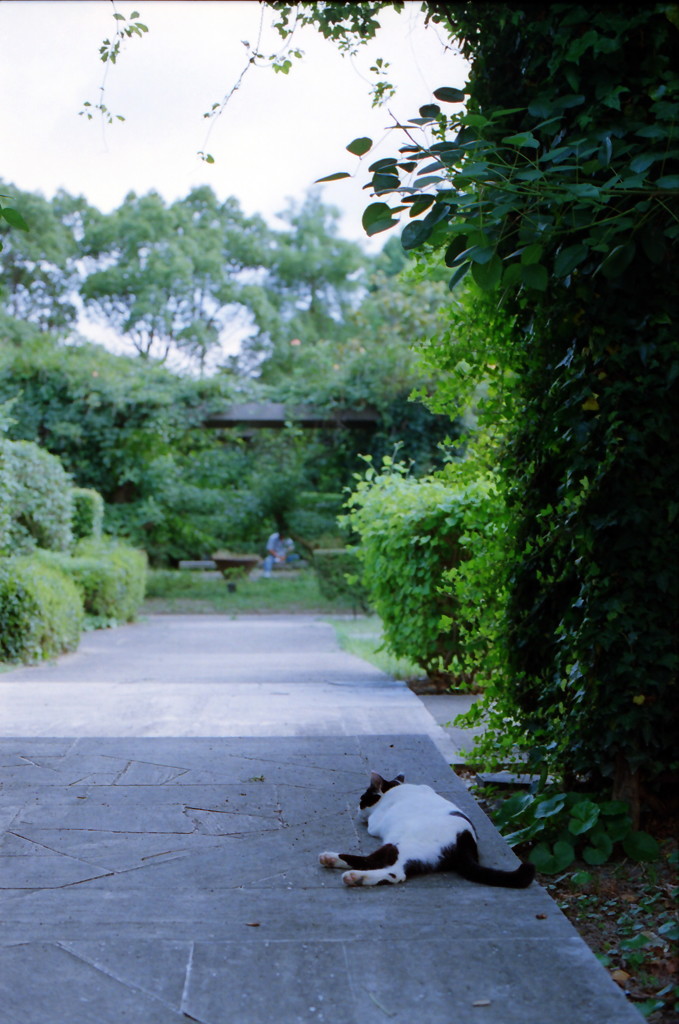公園でお昼寝