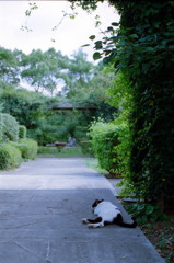 公園でお昼寝