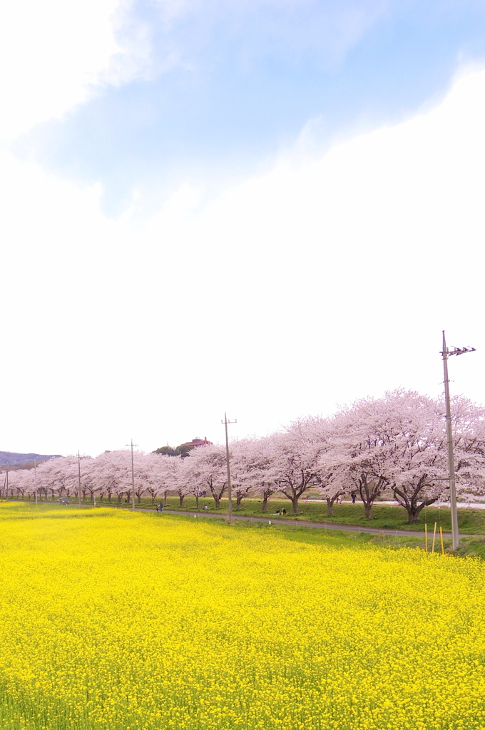 桜を訪ねて、三