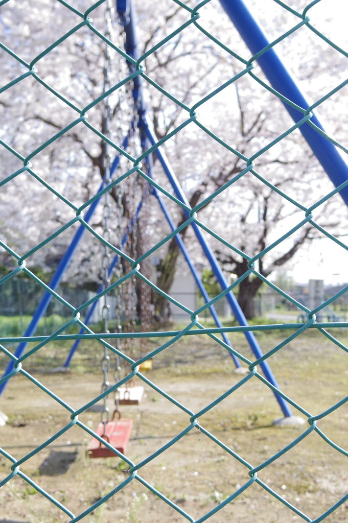 桜咲いたら一年生