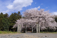 桜を訪ねて、一