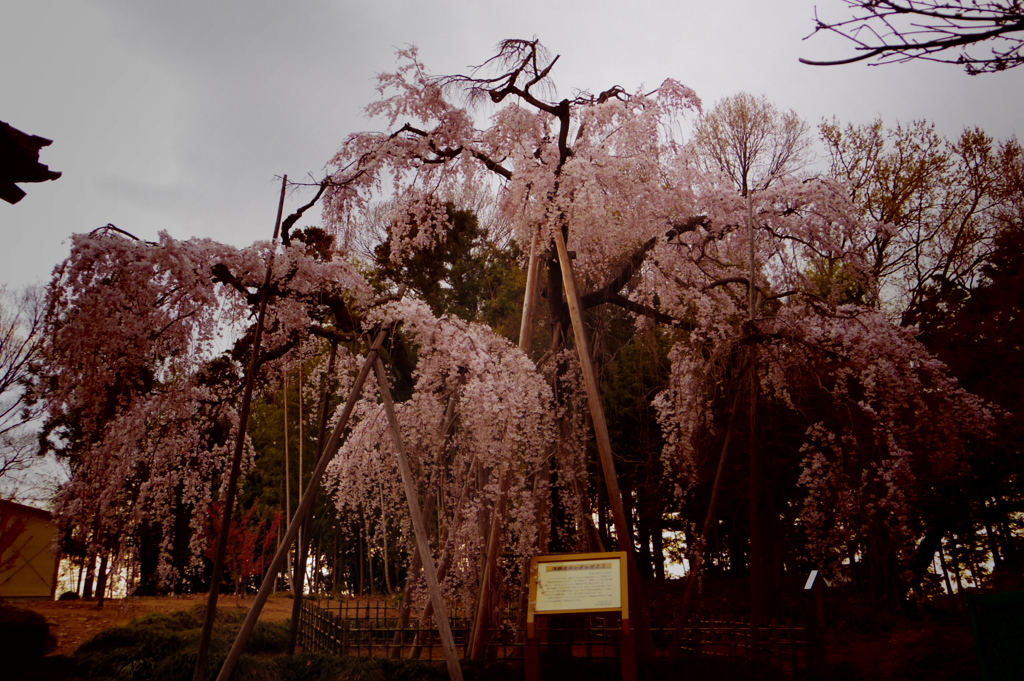 樹齢600年