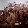 樹齢600年