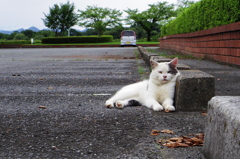 お澄まし