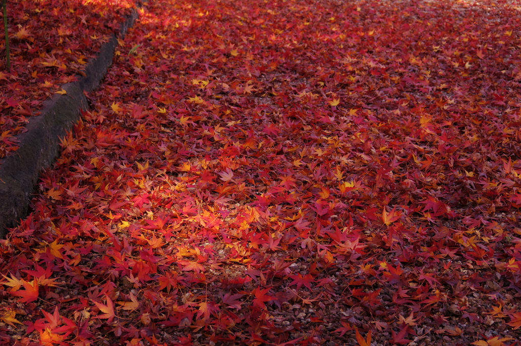 紅葉撮り納め、六