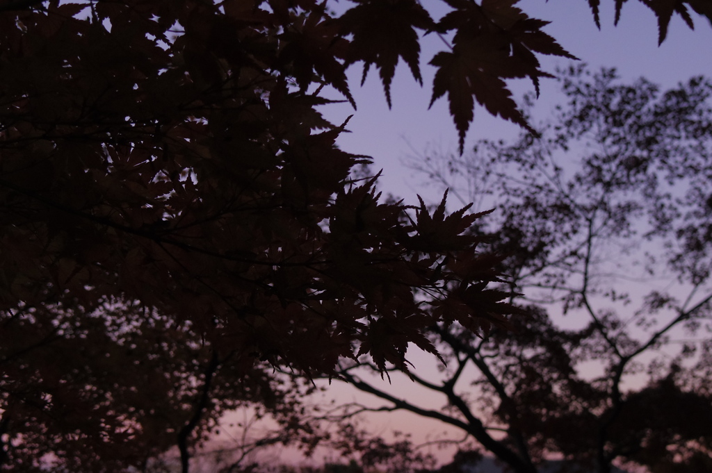 夕暮れ紅葉