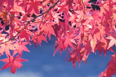 紅葉 -しだれ-
