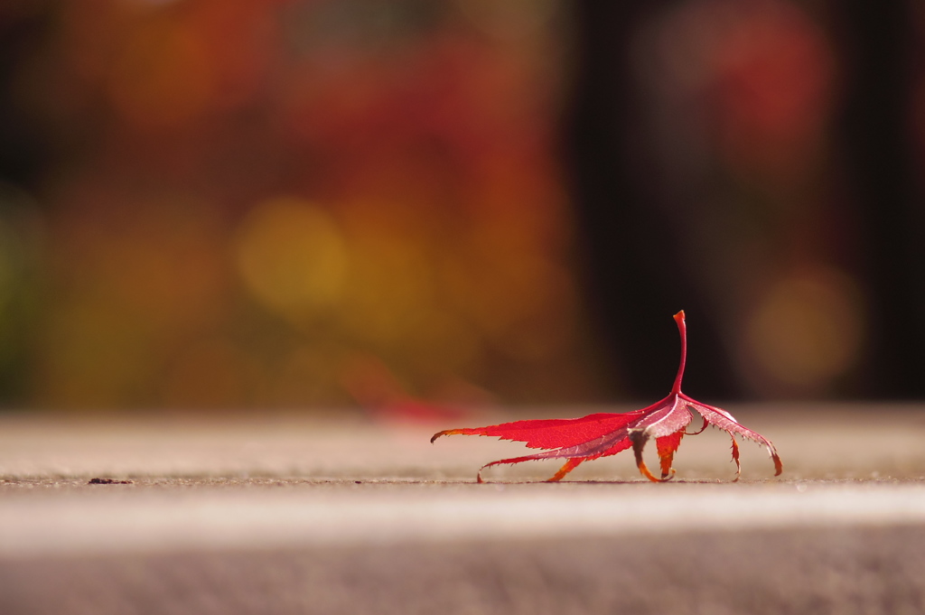 紅葉撮り納め、八