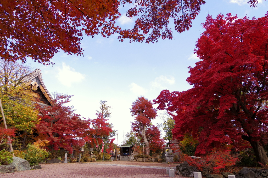 紅葉撮り納め、九