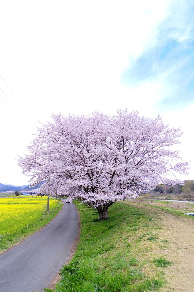 桜を訪ねて、四